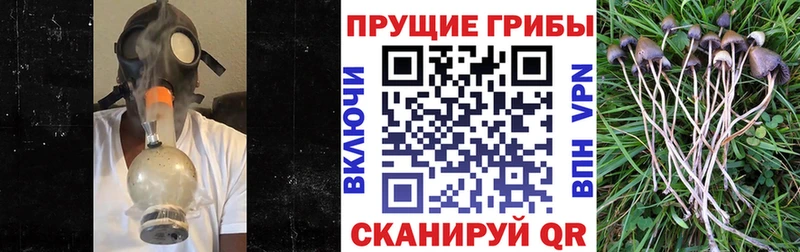 где можно купить   Ардон  Галлюциногенные грибы Magic Shrooms 
